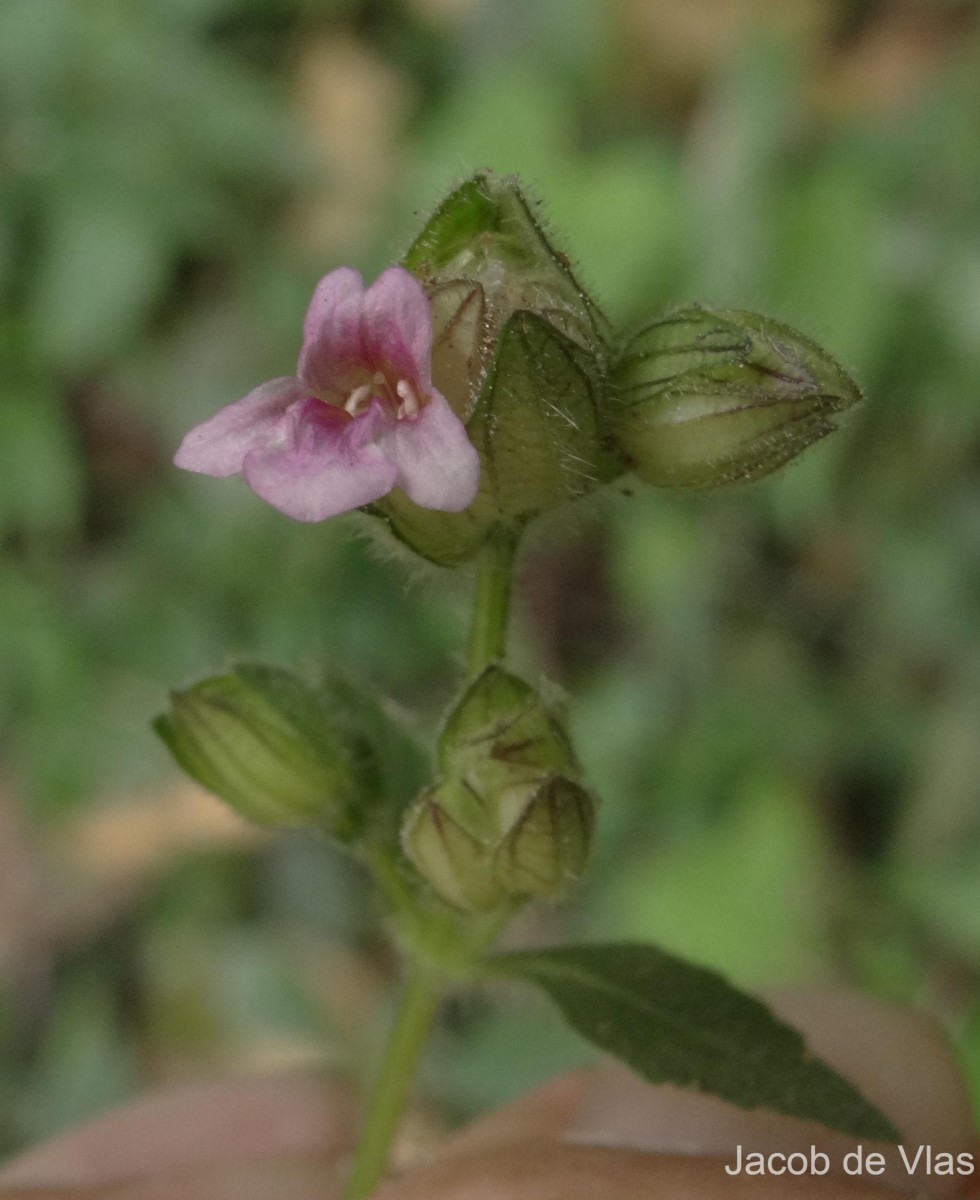 Lepidagathis fasciculata (Retz.) Nees